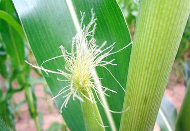 Il faut surveiller la floraison femelle, qui correspond à l’apparition des soies, à la pointe du futur épi, au cœur de la végétation.