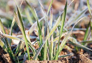 On peut craindre que les plantes aient perdu une partie de leur résistance au froid acquise auparavant.