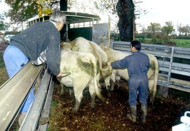 De bons outils de contention facilitent le travail des intervenants en élevage, de l’éleveur au vétérinaire, en passant par l’inséminateur. Ils réduisent les risques d’accident.