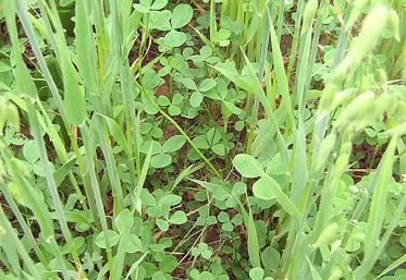 Le trèfle sous couvert attend son heure ! 