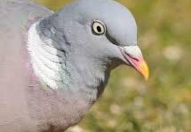 Les pigeons sont de plus en plus nombreux aux hortillonnages.
