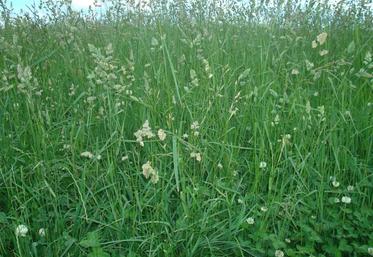 Le dactyle, ici au stade épiaison, se présente souvent en touffes imposantes.