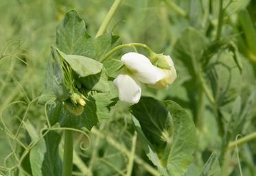 Pois en début de floraison.