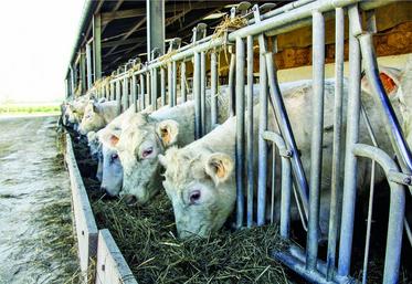 Pour les éleveurs de bovins allaitants, les trois aides de 2015 sont désormais fusionnées en une seule aide, l’aide aux bovins allaitants (Aba).