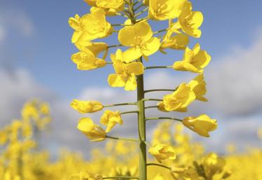 Le colza est annoncé en reprise de 6,5 % sur 2013, à 1,53 M ha.