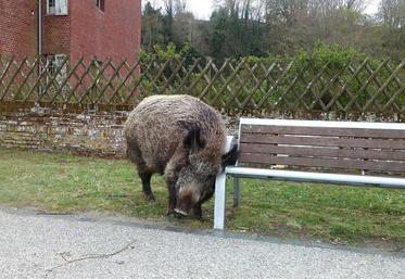 Le vétérinaire et les locaux proches de Titine ne l’ont pas trouvée ce 13 juin. 