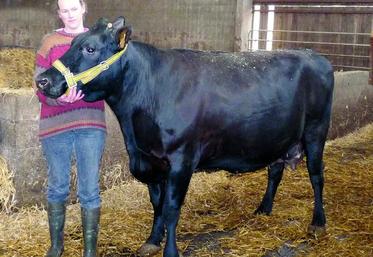 Magnifique spécimen de l'élevage de Sophie Thulliez, Eugénie va défendre les couleurs du département dans le concours Rouge Flamande.