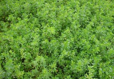 Riche en protéines, la luzerne constitue un fourrage apprécié pour sa valeur alimentaire.