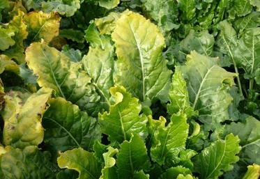 La filière betterave n'a pas de solution pour lutter contre la jaunisse du puceron vert.