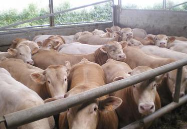 La taille moyenne d’un élevage de bovins allaitants dans la Somme est de trente-quatre animaux.