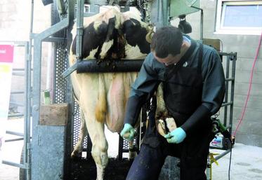 Parage fonctionnel : remettre d’abord les vaches d’aplomb, puis gérer les éventuelles lésions.