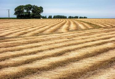 Trois régions - Normandie, Hauts-de-France et Île-de France - concentrent 80% de la production de lin fibre en France.