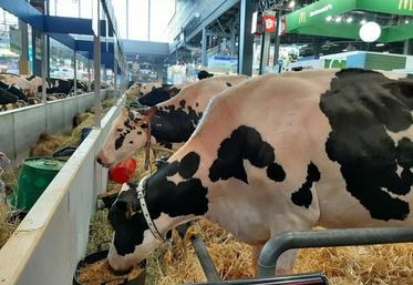 Cocquerel Layca et Jimagine, les deux représentantes de la Somme au concours en race Prim'holstein.