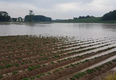 Cultures de pommes de terre submergées, à Grandcourt.