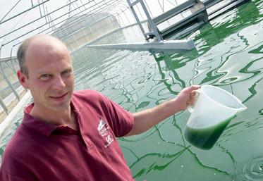 Au cœur même des serres, la spiruline pousse tranquillement dans les bassins. 
