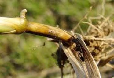 Le meilleur moyen de lutte contre le piétin verse est le choix variétal.