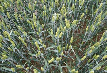 Blé tendre, épis verts avant maturité.