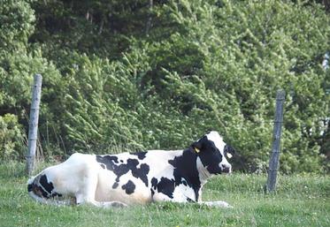 La revalorisation du lait bio passe par la recherche de plus de qualité selon la Prospérité fermière.