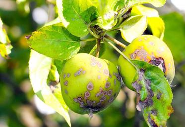 Le projet AgriBioPom vise à développer l’utilisation des lipopeptides pour lutter contre la tavelure du pommier en agriculture biologique.