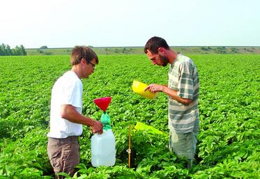 Observation et comptage d’insectes dans un champ de pommes de terre par la Frédon.
