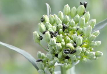La stratégie de lutte vise à maintenir la population des méligèthes à un niveau tolérable (et non à l’éradiquer), 
pour que la floraison puisse s’engager sans retard important.