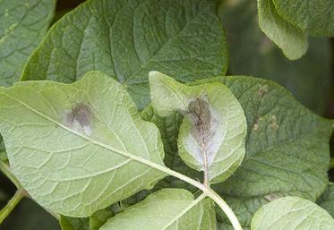 Les chercheurs ont développé des nanoparticules dérivées de l'or capables de réagir avec les composés organiques émis par les plantes lorsqu'elles sont mises en présence du micro-organisme.