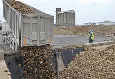 La production s’annonce record cette année, en France, soit autour de 44,2 Mt, pour un rendement de 93 t/ha.