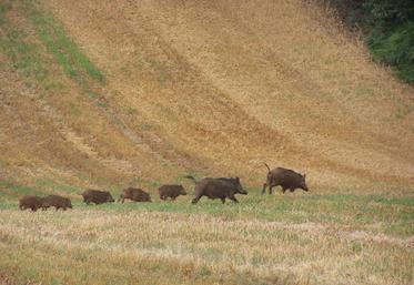 A la date du 7 novembre dernier, ce sont 600 sangliers qui ont été prélevés depuis les battues organisées cet été.