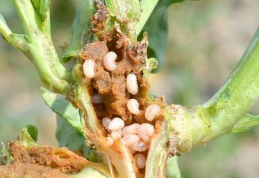 Sur des colzas bien développés et poussants, la nuisibilité est réduite.