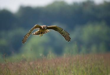 Certains rapaces, comme le busard Saint-Martin, seraient les premières victimes des éoliennes au regard de leurs effectifs de population, principalement impactés en période de nidification.