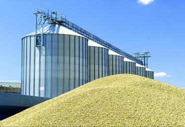 Le stock de report de blé tendre augmente. Il atteindrait à la fin de la campagne 2014-2015 un niveau comparable à celui de la campagne 2004-2005.