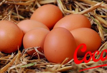 Cocorette commercialise 850 millions d’œufs alternatifs par an. Sa part de marché a augmenté de 12 % en 2017.