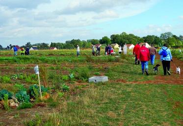 Libre-cueillette de fruits et légumes.
