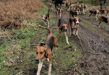 L'amendement proposé par Damien Adam veut remplacer le gibier naturel de chasse par des robots.