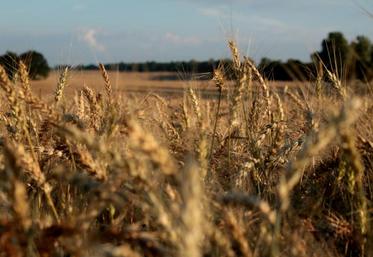 La production de céréales progresse régulièrement, mais les agriculteurs doivent composer avec des risques climatiques amenés à s’amplifier.