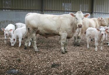 La couleur noire de la litière peut rebuter. Pourtant, les animaux ne sont pas plus sales.