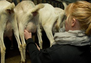 Les tests pendant la traite se déploient aujourd’hui sur le terrain pour appréhender les conditions de traite à l’interface animal-machine-trayeur.