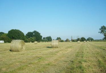 La fétuque élevée est particulièrement appétente sous forme de foin.  