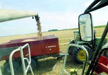 Les rendements sont bons, de 1 à 2 quintaux supérieurs à 2013, mais le taux de protéine moyen n’est pas au rendez-vous.