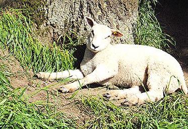 Les traitements longue action bloquent les cycles des parasites.