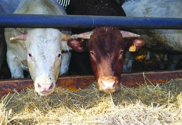 L’aide à l’engraissement 2012 avait été supprimée alors que certains éleveurs avaient spécifiquement aménagé leurs effectifs et bâtiments.