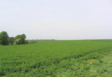 Recherche d’autonomie alimentaire ou augmentation des cultures de vente ? Une décision aux conséquences sur l’environnement, la conduite du troupeau, 
le temps de travail en élevage, mais aussi une stratégie économique à raisonner au cas par cas.