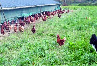 Travailler avec un chien modifie l’approche de l’éleveur vis-à-vis de son troupeau. L’homme n’est plus le répulsif, mais la source de réconfort. Le «méchant», c’est le chien.