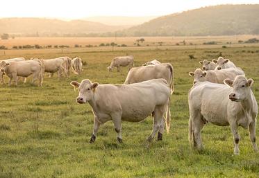 La décapitalisation du cheptel allaitant français se poursuit.