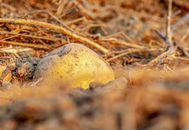 L'aide concerne les planteurs hors contrat, pour le retrait de volumes non transformés au printemps à cause de la crise sanitaire.