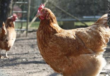 L’application doit permettre à l’éleveur de poules ou de lapins de s’auto-évaluer afin d’évoluer.