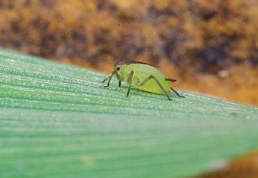 Aucune lutte ne peut être engagée contre les virus que transmettent 
les pucerons quand la plante est infectée.