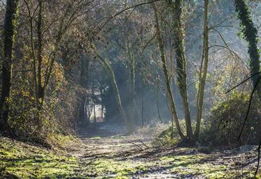 Les propriétaires de bois peuvent prétendre à des avantages fiscaux !