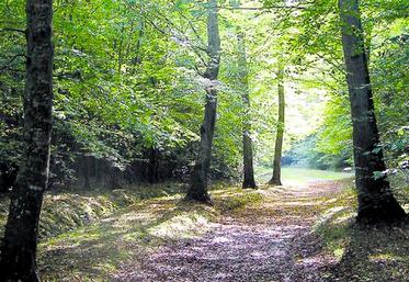 L’ensemble des avantages fiscaux offerts aux propriétaires de forêts l’est également aux propriétaires de parts d’un groupement forestier.