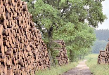 Bûcheron(ne), agent(e) forestier(e), conducteur(rice) d’engins, opérateur(rice) de sylviculture... Le programme régional de la forêt et du bois (PRFB) veut valoriser les métiers de la filière, parfois trop méconnus.